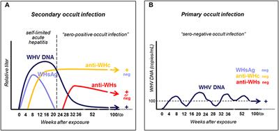 Diverse Virus and Host-Dependent Mechanisms Influence the Systemic and Intrahepatic Immune Responses in the Woodchuck Model of Hepatitis B